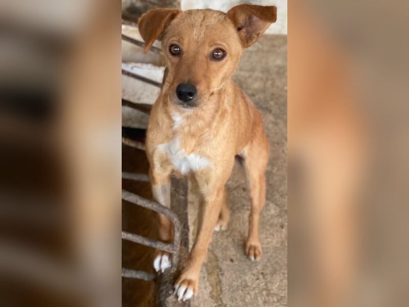 Allya, geb. ca.02/2024, lebt auf einer Pflegestelle in 20457 Hamburg