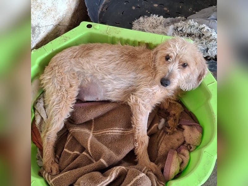 Wasabi, geb. ca. 05/2025, lebt in GRIECHENLAND, auf einer privaten Pflegestelle