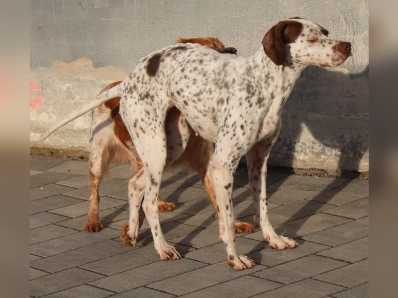 Acira, geb. ca. 04/2023, lebt auf einer Pflegestelle in 67735 Mehlbach