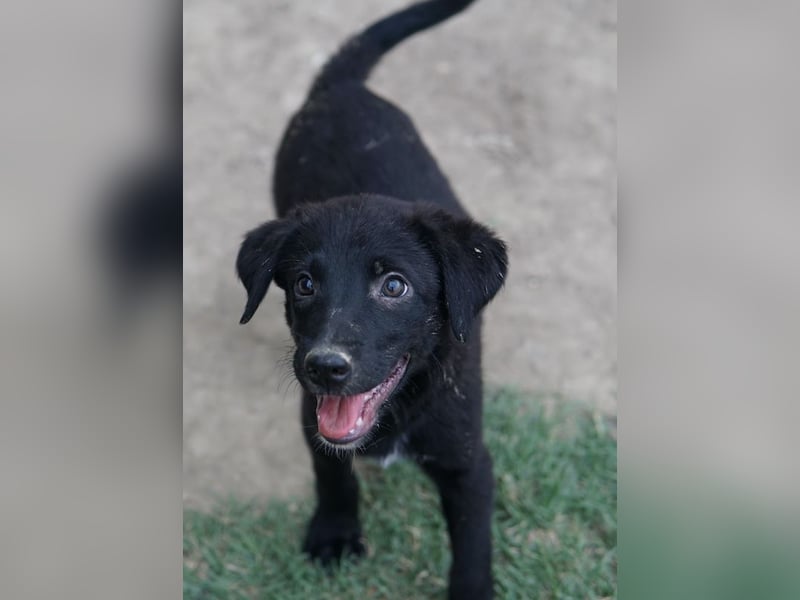 Lillia, geb. ca. 05/2024, lebt in GRIECHENLAND, auf einer privaten Pflegestelle