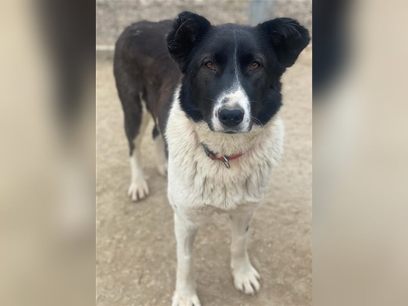 Pallene, geb. ca. 02/2021, lebt in GRIECHENLAND, im städt. Tierheim Serres