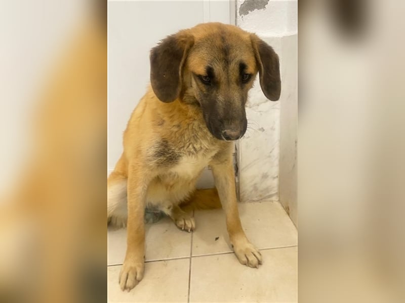 Fritz, geb. ca. 05/2022, lebt in GRIECHENLAND, im städt. Tierheim Serres