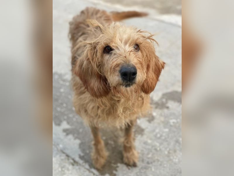 Carella, geb. ca. 10/2022, lebt in GRIECHENLAND, im städt. Tierheim Serres Carella, geb. ca. 10/2022, lebt in GRIECHENLAND, im städt. Tierheim Serres