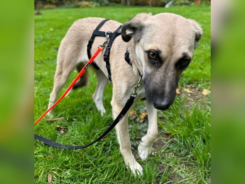 Fary, geb. ca. 02/2024, lebt auf einer Pflegestelle in 58332 Schwelm