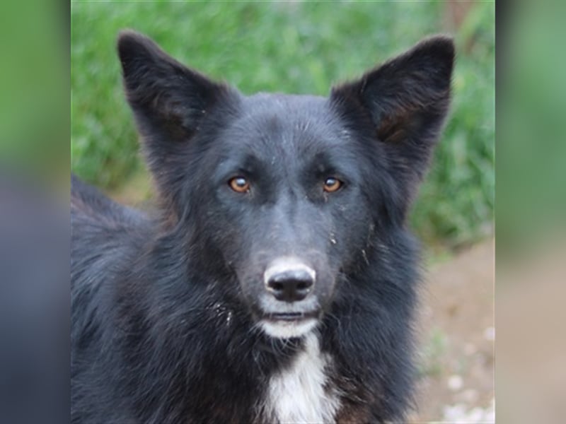 Brooklyn, geb. ca. 08/2020, lebt in GRIECHENLAND, im städt. Tierheim Serres
