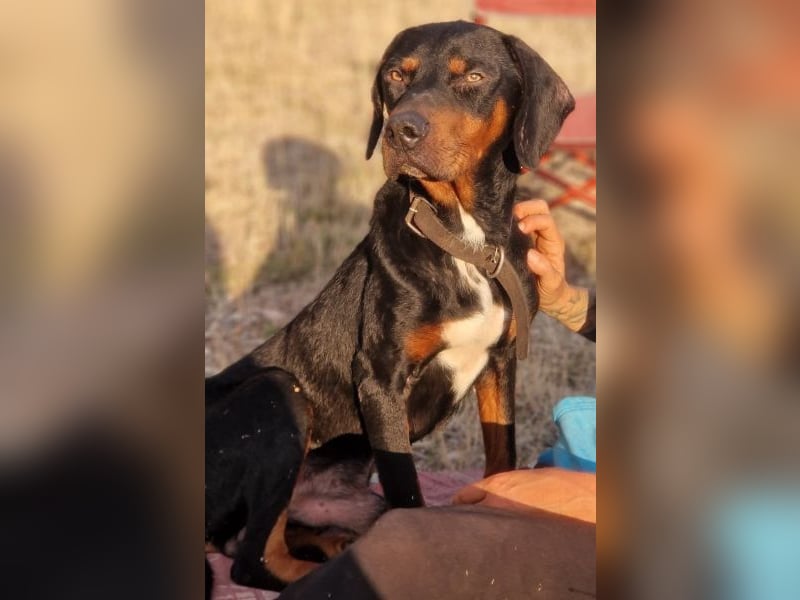 Sigma, geb. ca. 04/2024, lebt auf einer Pflegestelle in 50997 Köln