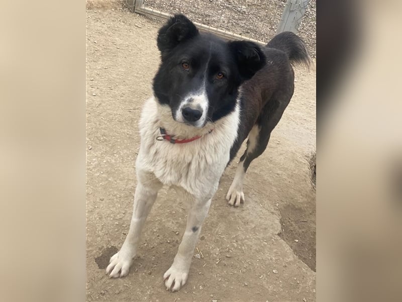 Pallene, geb. ca. 02/2021, lebt in GRIECHENLAND, im städt. Tierheim Serres