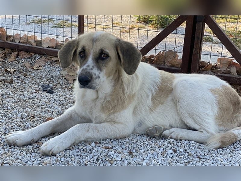 Meraki, geb. ca. 03/2019, lebt in GRIECHENLAND, im städt. Tierheim Serres