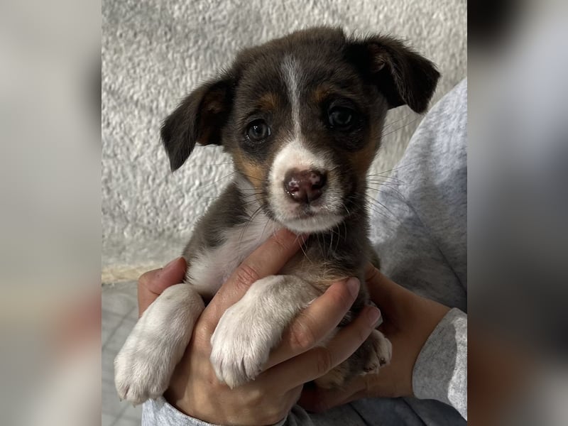 Elsie, geb. ca. 08/2025, lebt in GRIECHENLAND, im städt. Tierheim Serres