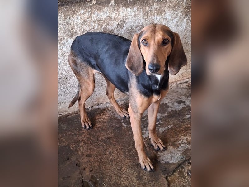 Camelia, geb. ca. 03/2021, lebt in GRIECHENLAND, auf einer privaten Pflegestelle