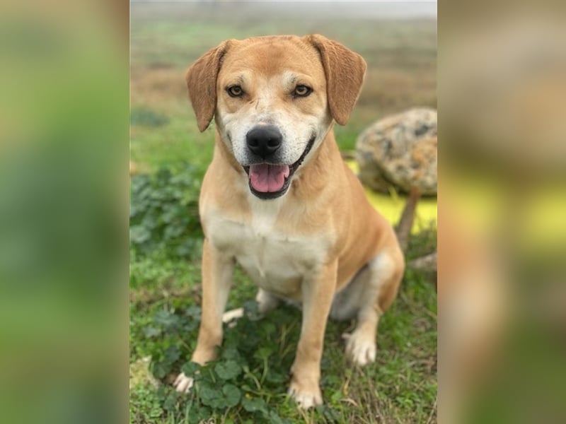 Cece, geb. ca. 12/2019, lebt in GRIECHENLAND, im städt. Tierheim Serres