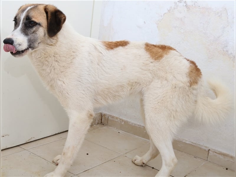 Taro, geb. ca. 08/2018, lebt in GRIECHENLAND, im städt. Tierheim Serres