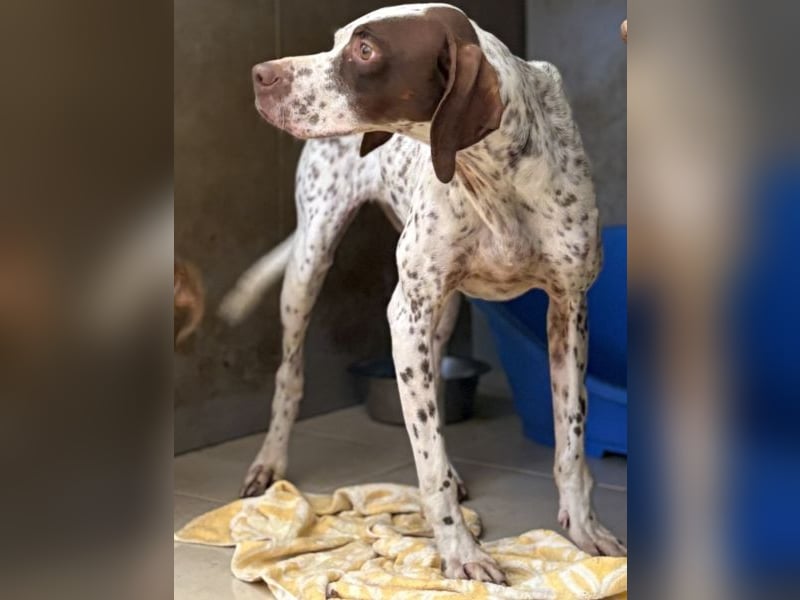 Acira, geb. ca. 04/2023, lebt auf einer Pflegestelle in 67735 Mehlbach