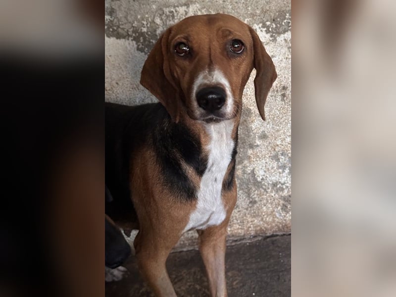 Imelda, geb. ca. 11/2021, lebt in GRIECHENLAND, auf einer privaten Pflegestelle