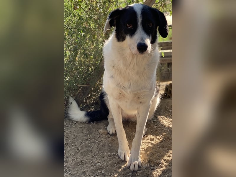 Neville, geb. ca. 03/2019, lebt in GRIECHENLAND, im städt. Tierheim Serres