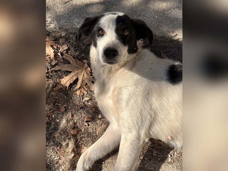 Alva, geb. ca. 05/2023, lebt in GRIECHENLAND, auf einer privaten Pflegestelle