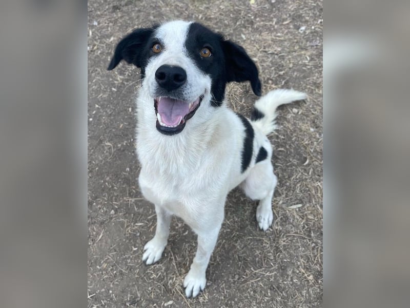 Alva, geb. ca. 05/2023, lebt in GRIECHENLAND, auf einer privaten Pflegestelle