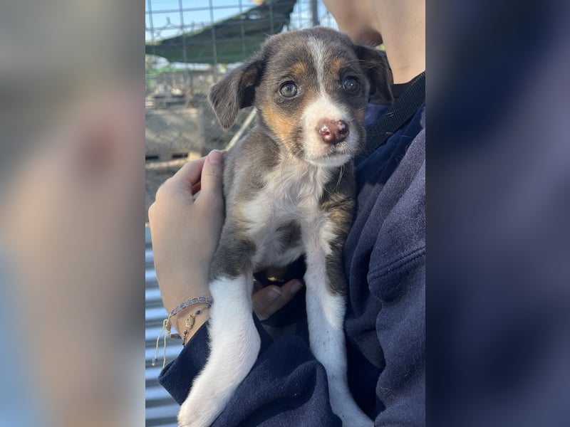 Elsie, geb. ca. 08/2025, lebt in GRIECHENLAND, im städt. Tierheim Serres