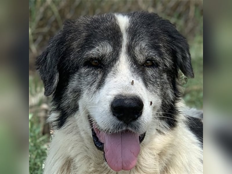 Askal, geb. ca. 07/2015, lebt in GRIECHENLAND, im städt. Tierheim Serres