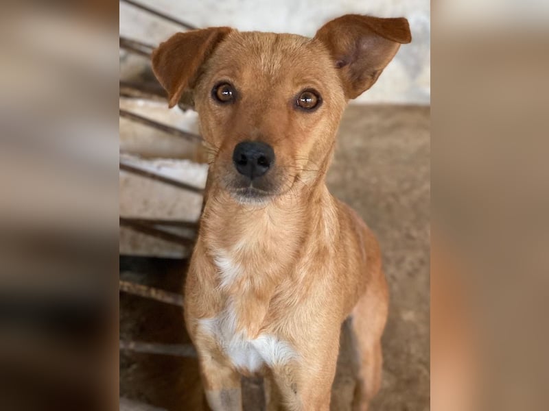 Allya, geb. ca.02/2024, lebt auf einer Pflegestelle in 20457 Hamburg