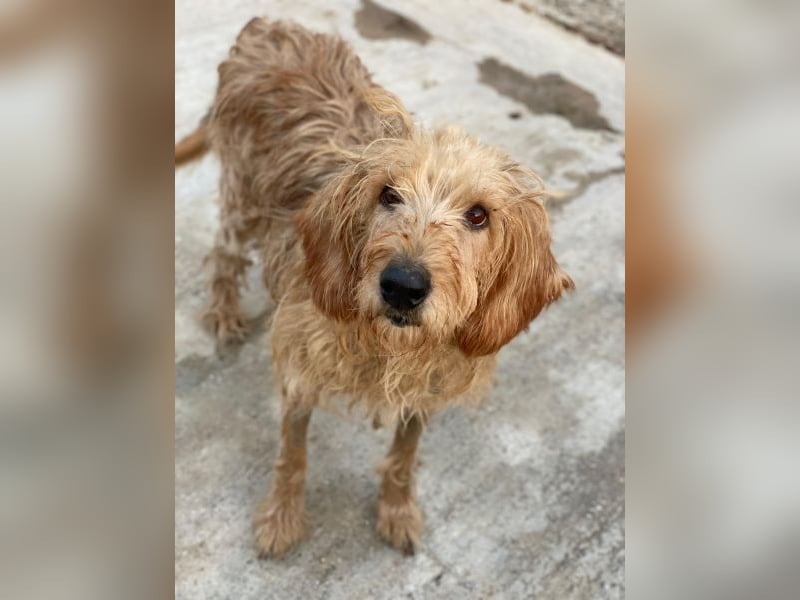 Carella, geb. ca. 10/2022, lebt in GRIECHENLAND, im städt. Tierheim Serres Carella, geb. ca. 10/2022, lebt in GRIECHENLAND, im städt. Tierheim Serres