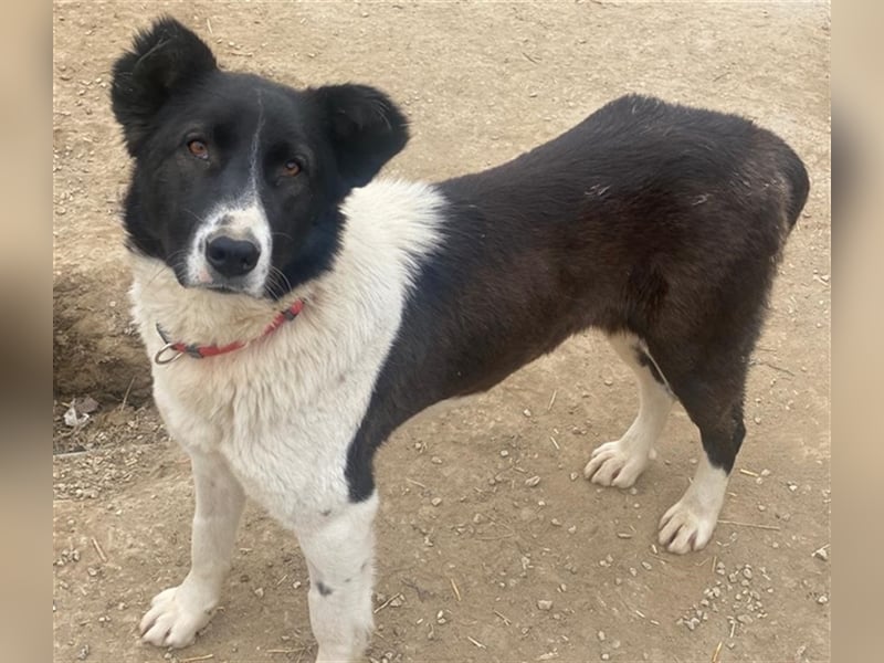 Pallene, geb. ca. 02/2021, lebt in GRIECHENLAND, im städt. Tierheim Serres