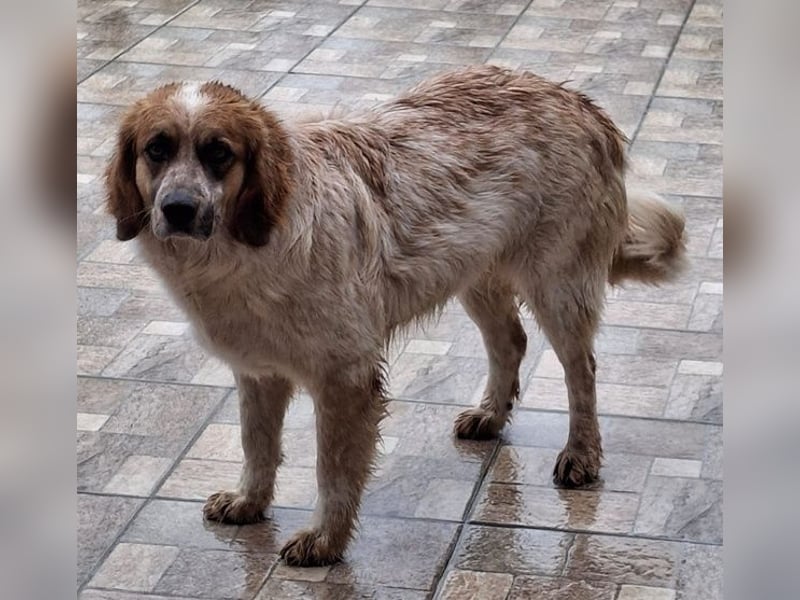 Ceterina-Rina, geb. ca. 01/2021, lebt in GRIECHENLAND, auf einer privaten Pflegestelle