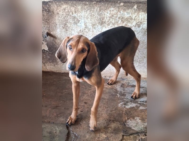 Camelia, geb. ca. 03/2021, lebt in GRIECHENLAND, auf einer privaten Pflegestelle