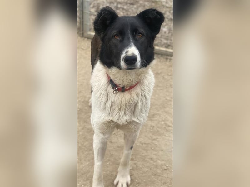 Pallene, geb. ca. 02/2021, lebt in GRIECHENLAND, im städt. Tierheim Serres