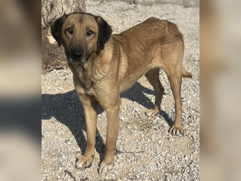 Sheryl, geb. ca. 01/2017, lebt in GRIECHENLAND, im städt. Tierheim Serres