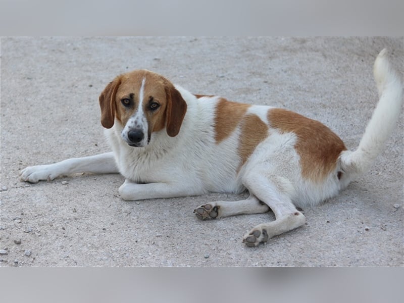 Tonio, geb. ca. 03/2022, lebt in GRIECHENLAND, im städt. Tierheim Serres