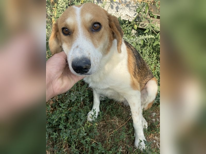 Katja, geb. ca. 12/2019, lebt in GRIECHENLAND, im städt. Tierheim Serres