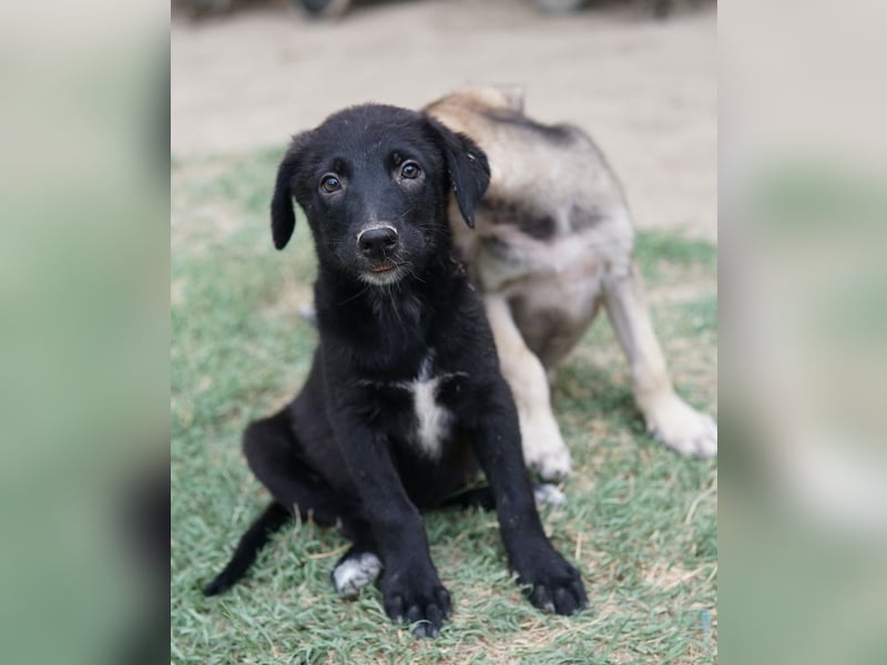 Lillia, geb. ca. 05/2024, lebt in GRIECHENLAND, auf einer privaten Pflegestelle