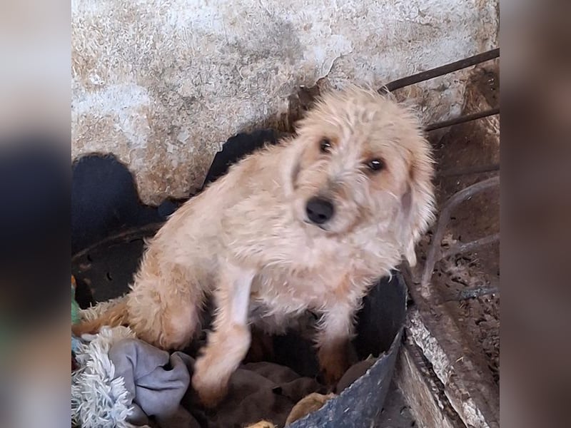 Wasabi, geb. ca. 05/2025, lebt in GRIECHENLAND, auf einer privaten Pflegestelle