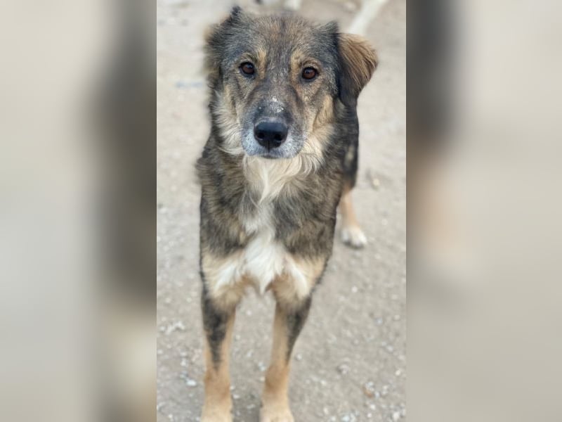 Shiou, geb. ca. 12/2023, lebt in GRIECHENLAND, im städt. Tierheim Serres