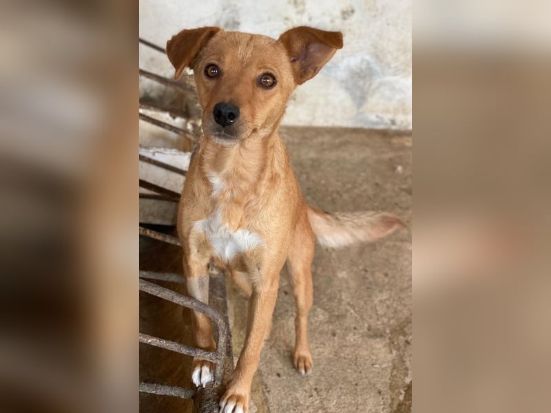 Allya, geb. ca.02/2024, lebt auf einer Pflegestelle in 20457 Hamburg