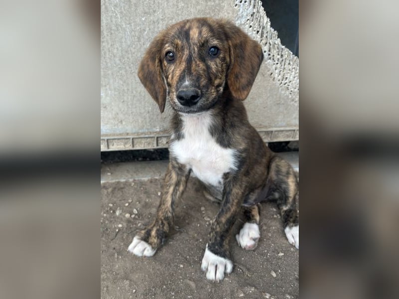Shelby, geb. ca. 03/2026, lebt in GRIECHENLAND, im städt. Tierheim Serres