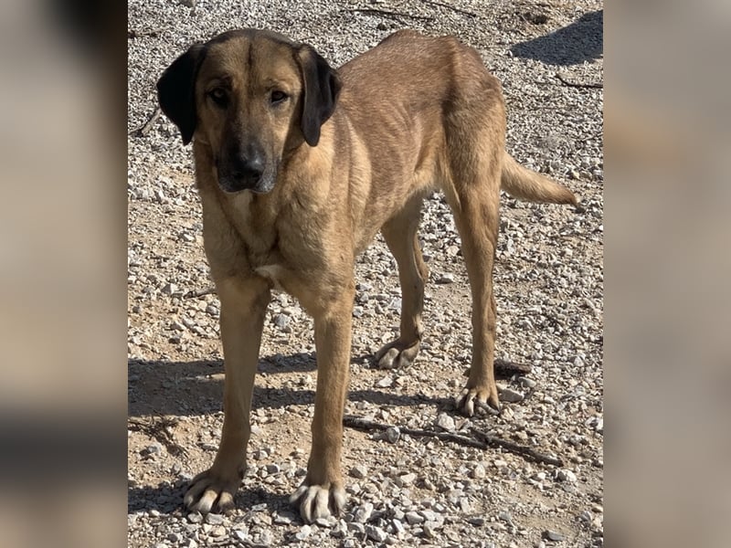 Sheryl, geb. ca. 01/2017, lebt in GRIECHENLAND, im städt. Tierheim Serres