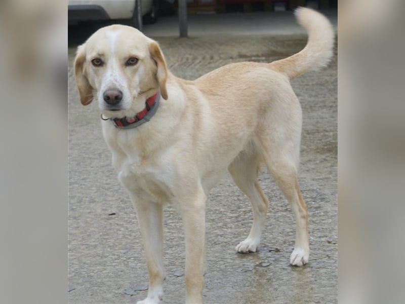 Liza, geb. ca. 05/2018, lebt in GRIECHENLAND, auf einer privaten Pflegestelle