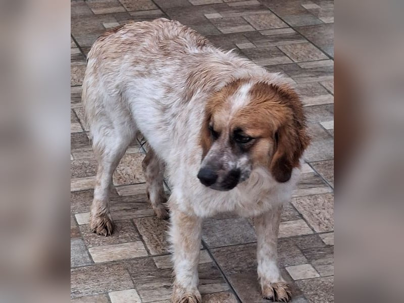 Ceterina-Rina, geb. ca. 01/2021, lebt in GRIECHENLAND, auf einer privaten Pflegestelle