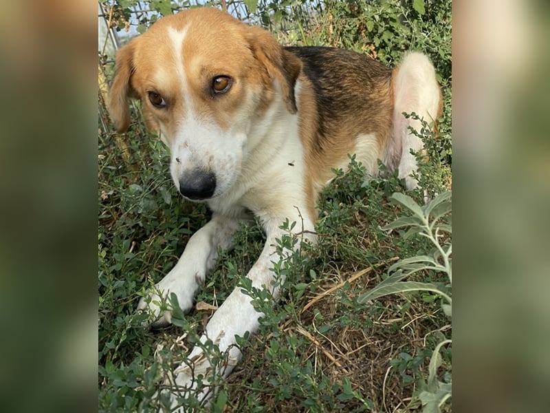 Katja, geb. ca. 12/2019, lebt in GRIECHENLAND, im städt. Tierheim Serres