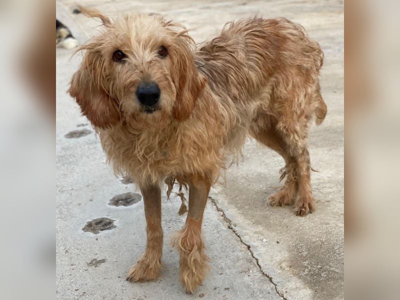 Carella, geb. ca. 10/2022, lebt in GRIECHENLAND, im städt. Tierheim Serres Carella, geb. ca. 10/2022, lebt in GRIECHENLAND, im städt. Tierheim Serres