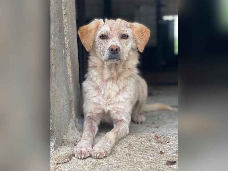 Lumina, geb. ca. 08/2025, lebt in GRIECHENLAND, im städt. Tierheim Serres