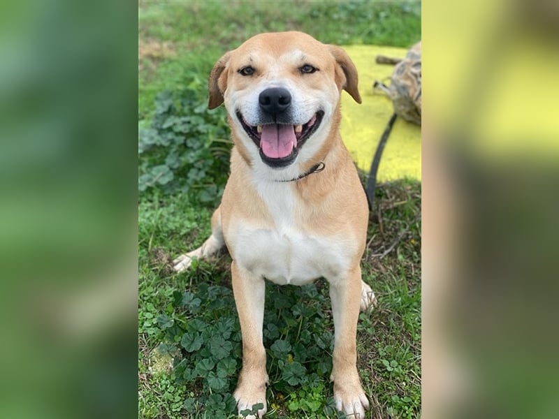 Cece, geb. ca. 12/2019, lebt in GRIECHENLAND, im städt. Tierheim Serres