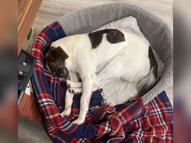 Blesso, geb. ca. 01/2025, lebt auf einer Pflegestelle in 48565 Steinfurt