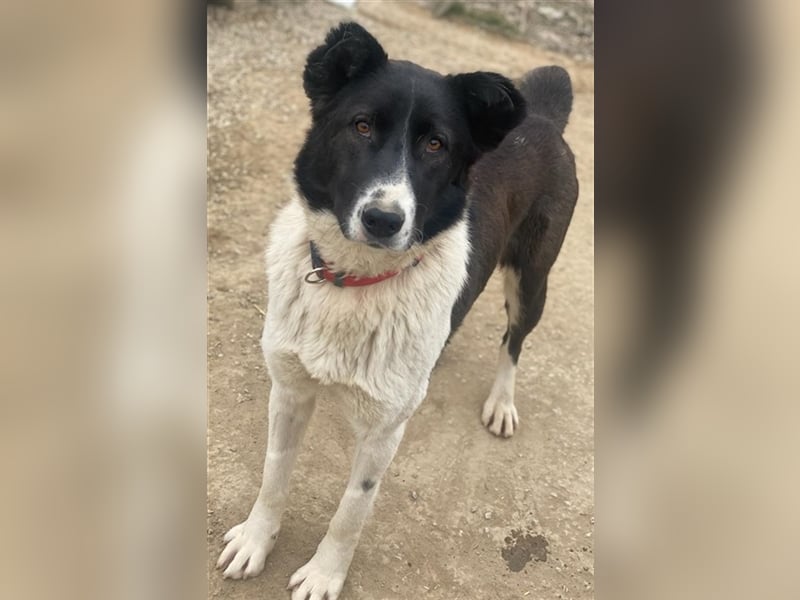 Pallene, geb. ca. 02/2021, lebt in GRIECHENLAND, im städt. Tierheim Serres