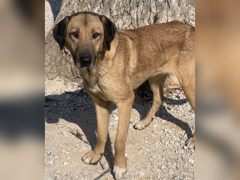 Sheryl, geb. ca. 01/2017, lebt in GRIECHENLAND, im städt. Tierheim Serres