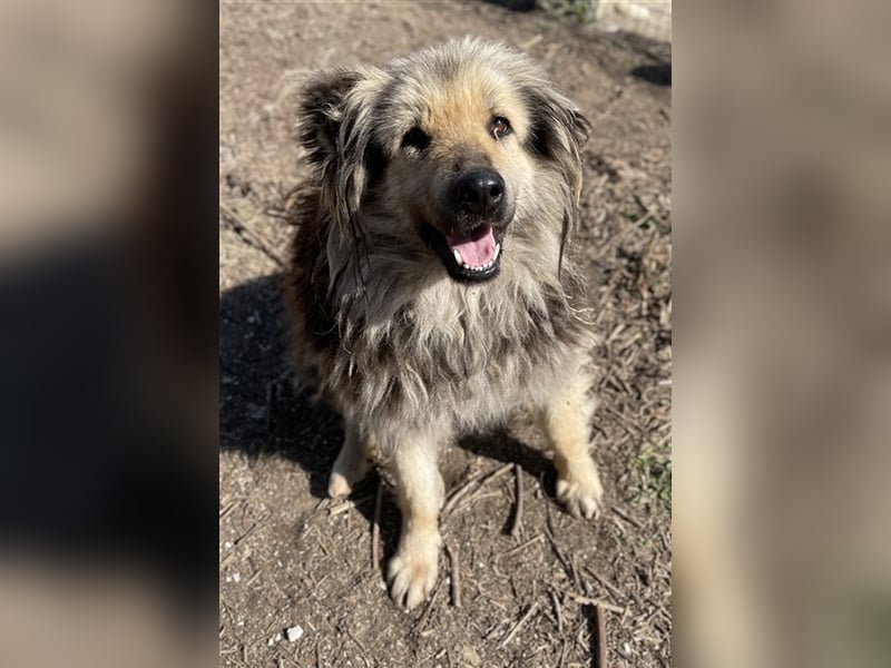 Mandy Lou geb. ca. 11/2020