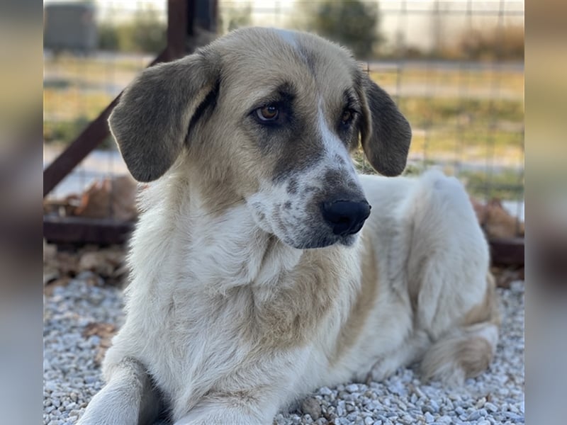 Meraki, geb. ca. 03/2019, lebt in GRIECHENLAND, im städt. Tierheim Serres