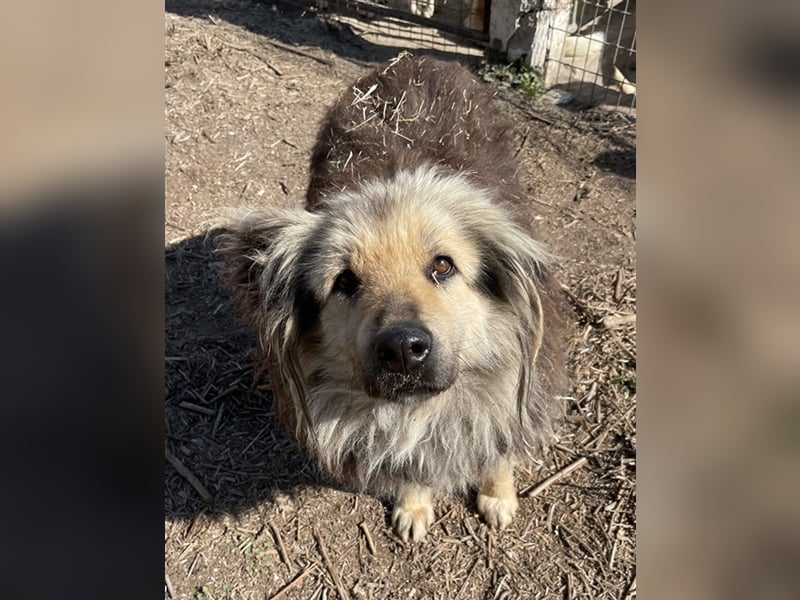 Mandy Lou geb. ca. 11/2020